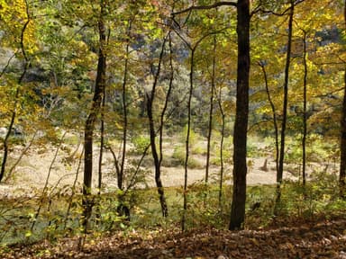 Bachers Woodland