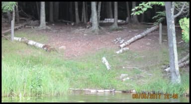 Deer 1 Landing photo., filed by the agency against 2 campsites at Sylvania Wilderness Backcountry Camping