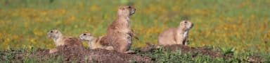 A family of prairie dogs are surrounded by yellow flowered fields., filed by the agency against 2 campsites at Doris Campground