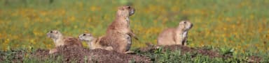 A family of prairie dogs are surrounded by yellow flowered fields., filed by the agency against 5 campsites at Doris Campground