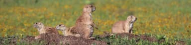 A family of prairie dogs are surrounded by yellow flowered fields., filed by the agency against 4 campsites at Doris Campground