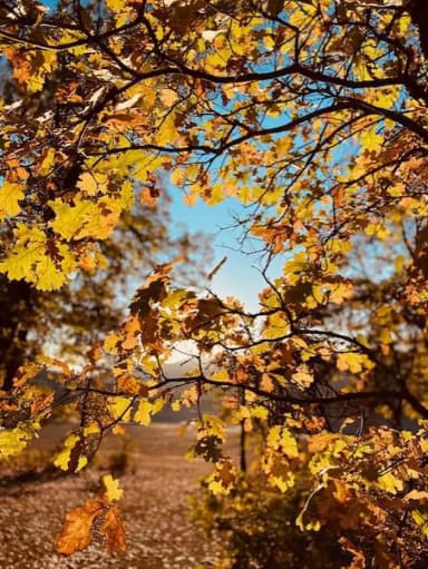 Gregory Beach in the Fall, filed by the agency against 2 campsites at Gregory Beach Dispersed Area (CA)